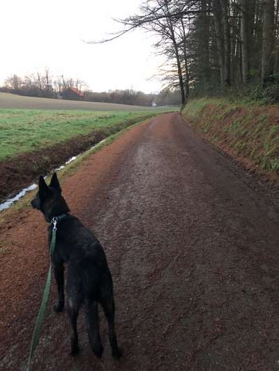 Dogorama Photo Challenge - an der Leine-Beitrag-Bild