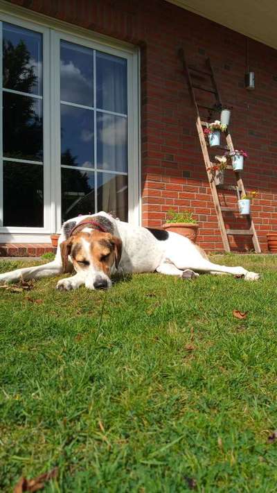 36. Handy Foto Challenge - Sonnenanbeter-Beitrag-Bild