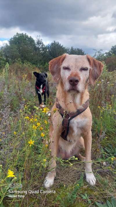 Podencomischling oder Podenco-Beitrag-Bild