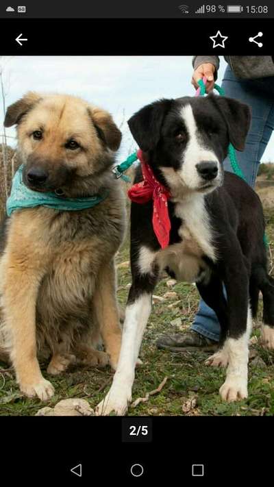 Welpen Bilder !-Beitrag-Bild