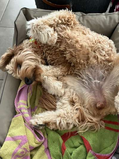 Foto Challenge - Zeigt her eure Bäuche-Beitrag-Bild