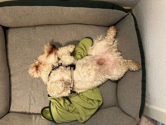 Foto Challenge - Zeigt her eure Bäuche-Beitrag-Bild