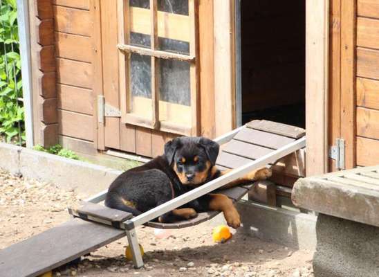 Welpen Bilder !-Beitrag-Bild