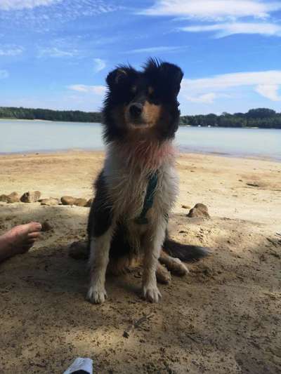 Langhaar Collies-Beitrag-Bild