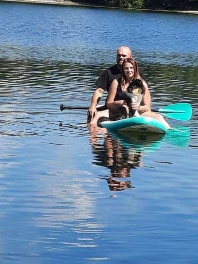 Collies gesucht-Beitrag-Bild