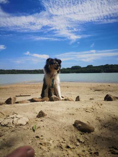 Collies -wo seid ihr?-Beitrag-Bild