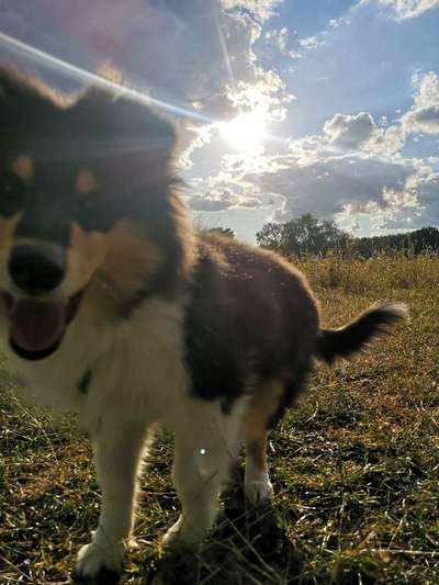 Collies gesucht-Beitrag-Bild