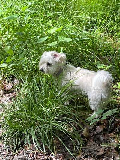 Die Dogorama Wochen Challenge: “Dein Hund im Urlaub”-Beitrag-Bild