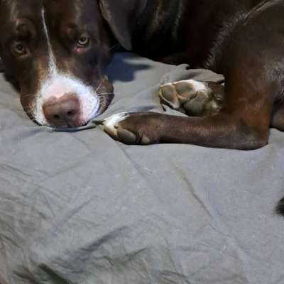 Hundetreffen-Spiel und Rauffreund gesucht-Bild
