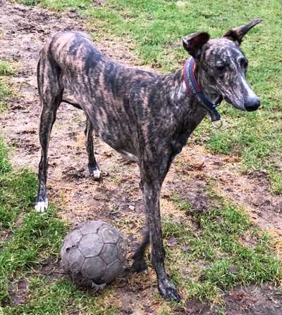 Windhunde - Treffen der besonderen Schönheiten
HERZLICH WILLKOMMEN-Beitrag-Bild