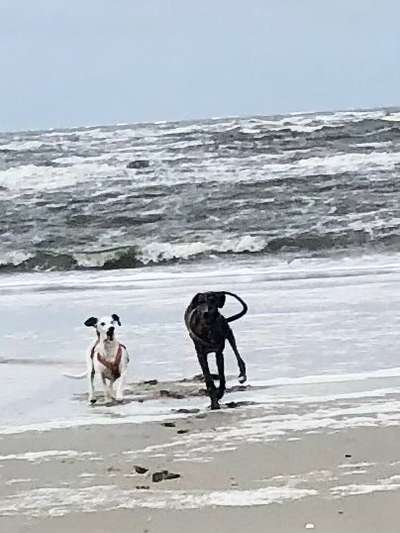 Windhunde - Treffen der besonderen Schönheiten
HERZLICH WILLKOMMEN-Beitrag-Bild