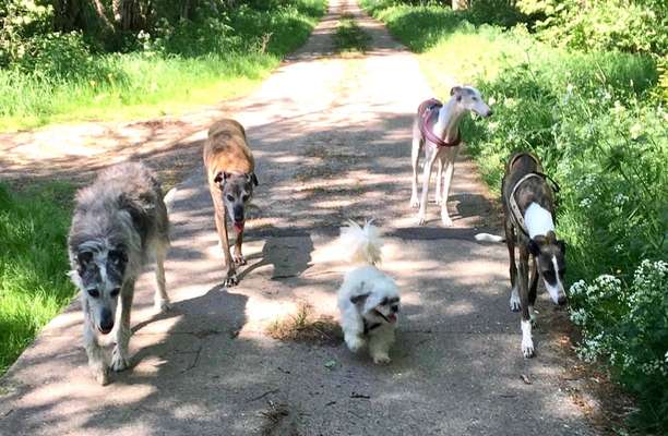 Windhunde - Treffen der besonderen Schönheiten
HERZLICH WILLKOMMEN-Beitrag-Bild