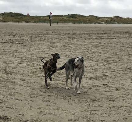 Windhundtreffen - PLZ-Beitrag-Bild