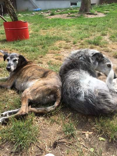 Hundekumpel verstorben-Beitrag-Bild