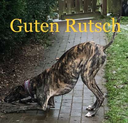Windhunde - Treffen der besonderen Schönheiten
HERZLICH WILLKOMMEN-Beitrag-Bild