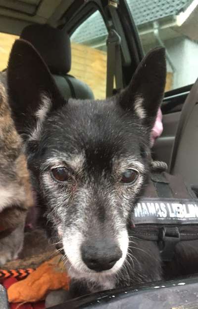 euer ältester Hund ?-Beitrag-Bild