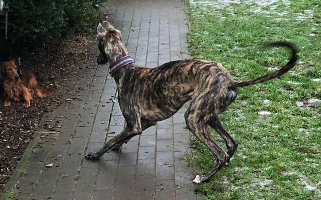 Windhunde - Treffen der besonderen Schönheiten
HERZLICH WILLKOMMEN-Beitrag-Bild