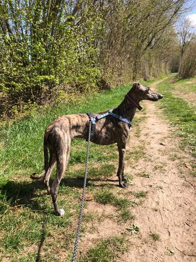 Windhunde - Treffen der besonderen Schönheiten
HERZLICH WILLKOMMEN-Beitrag-Bild