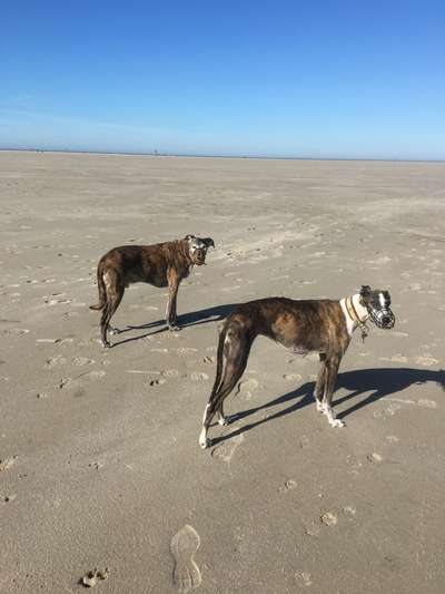 Windhunde - Treffen der besonderen Schönheiten
HERZLICH WILLKOMMEN-Beitrag-Bild