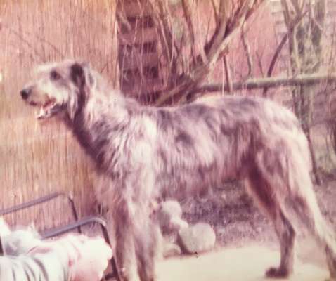 Windhunde - Treffen der besonderen Schönheiten
HERZLICH WILLKOMMEN-Beitrag-Bild