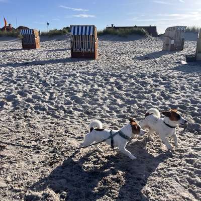 Hundetreffen-Aktive Spaziergänge & Spielen-Bild
