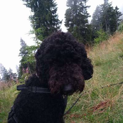 aktuelles Foto Gruppe Wurfgeschwister gesucht ❣️