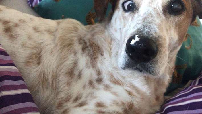 Schielen beim Hund-Beitrag-Bild