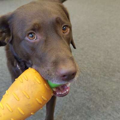 Hundetreffen-Suchen Spiel und Trainingspartner für Manu-Bild