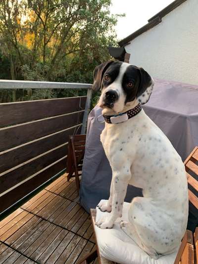 Englisch Pointer Mischlinge 🐶🐾-Beitrag-Bild