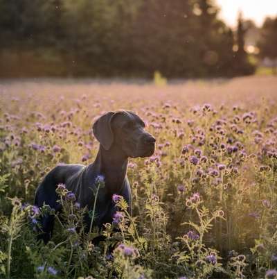 Hundetreffen-Spazieren und spielen in Weiden-Bild