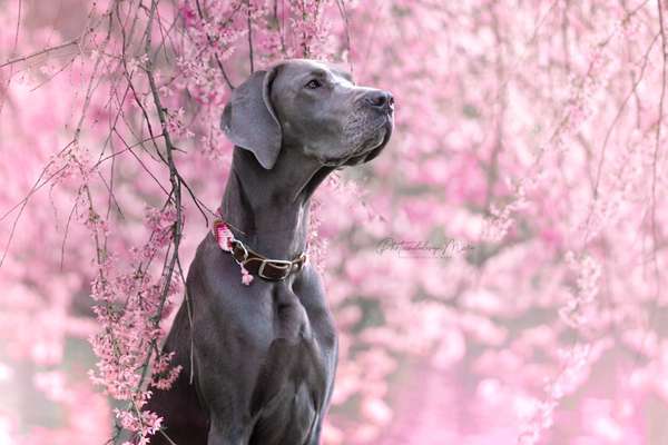 Hundetreffen-Suche Hundesitting für Di, Do & Fr-Bild