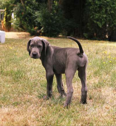 Welpen Bilder !-Beitrag-Bild