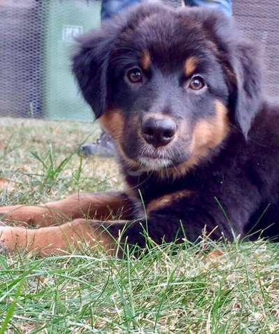 Welpen Bilder !-Beitrag-Bild