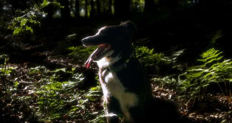 Wald Bild-Beitrag-Bild