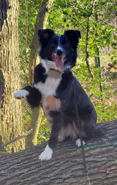 Dogorama Photo Challenge - Einmal lächeln bitte-Beitrag-Bild