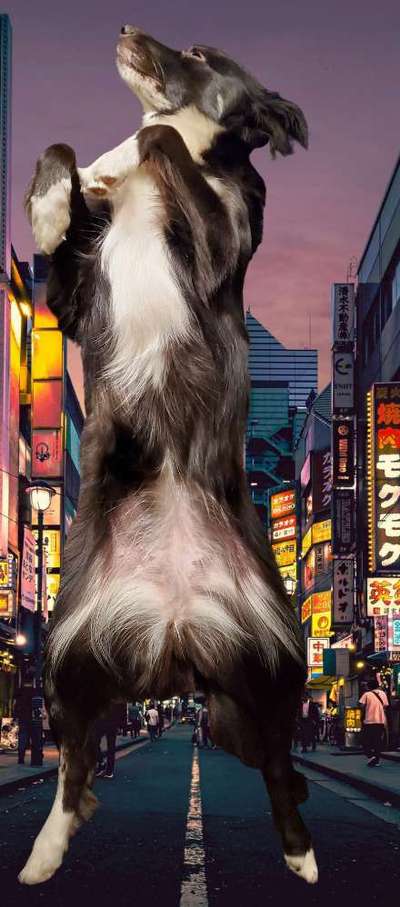 Photomontagen mit Hund-Beitrag-Bild