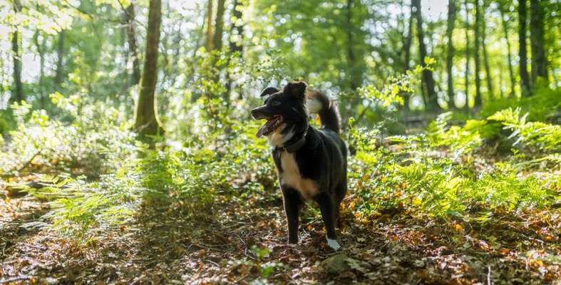 Wald Bild-Beitrag-Bild