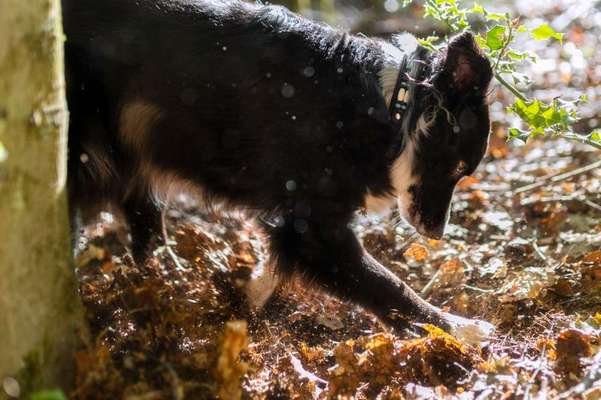 Wald Bild-Beitrag-Bild