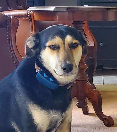 grumpy dog 😅-Beitrag-Bild