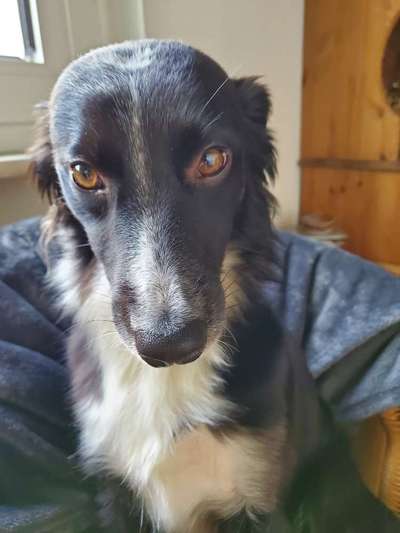 Fotochallange nr. 106
Der geschmückte Hund.-Beitrag-Bild