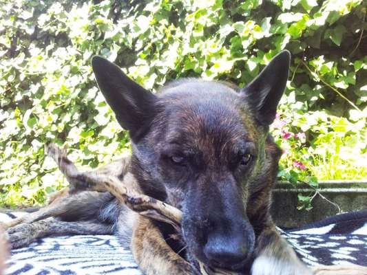 Unsere Fellnasen im Regenbogenland-Beitrag-Bild