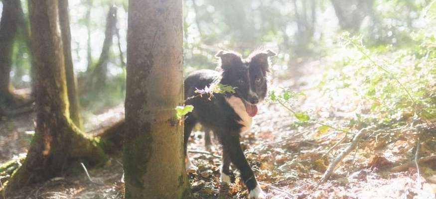 Wald Bild-Beitrag-Bild