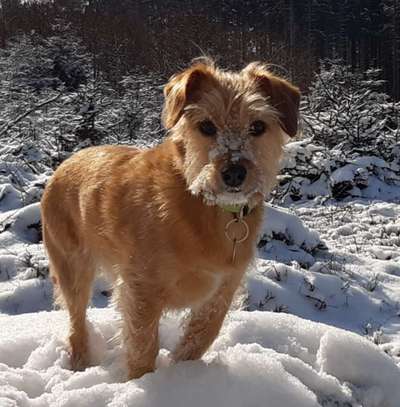 Die Dogorama Kalender Challenge Titelbild-Beitrag-Bild