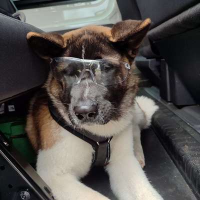 Hundetreffen-Gassirunden rund um Solingen-Bild