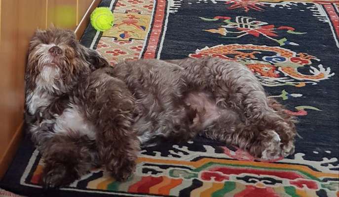 FOTO-Challenge  NR. 91: Die pure Entspannung-Beitrag-Bild