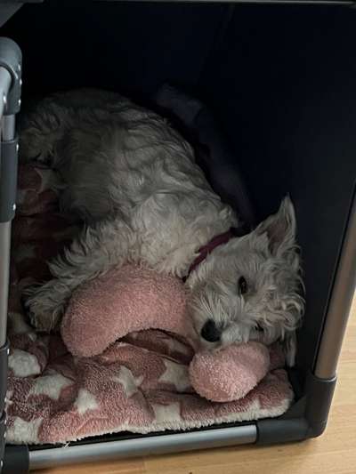 Decke für Hunde denen schnell warm ist-Beitrag-Bild