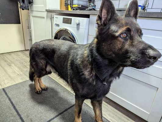 Qualzucht - Warum Aufklärung alleine nicht reicht-Beitrag-Bild