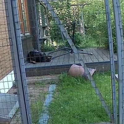 Hund in aufgewärmter Wohnung alleine?-Beitrag-Bild