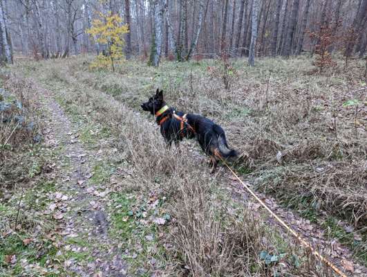 Ist das ein...?-Beitrag-Bild