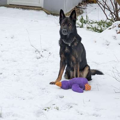 Zeigt her, euer Lieblingsspielzeug-Beitrag-Bild